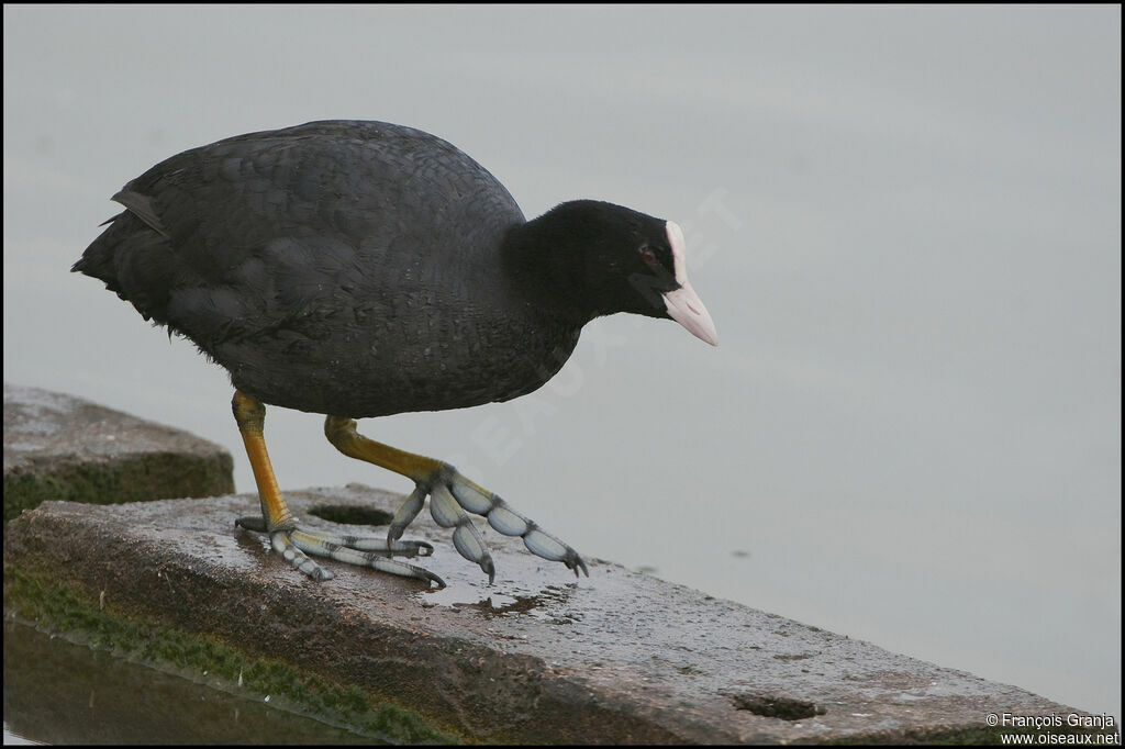 Eurasian Cootadult