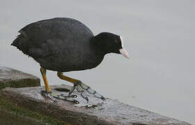 Eurasian Coot