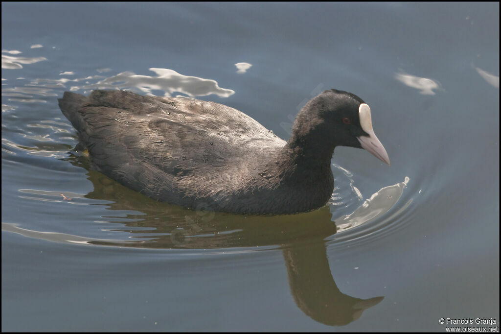 Eurasian Cootadult