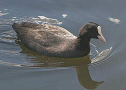 Eurasian Coot