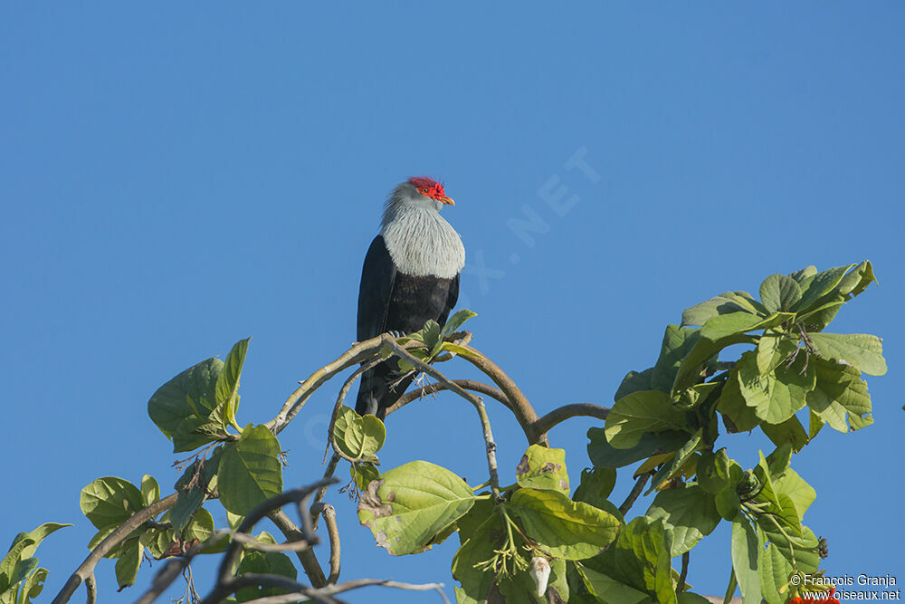 Seychelles Blue Pigeon male adult