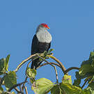 Founingo rougecap