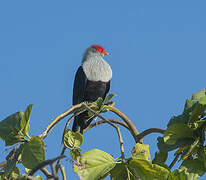 Seychelles Blue Pigeon