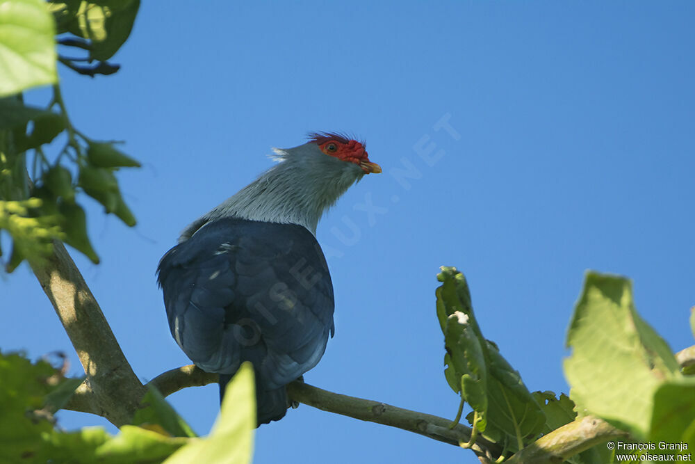 Seychelles Blue Pigeon male adult