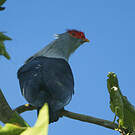 Founingo rougecap