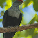 Founingo rougecap