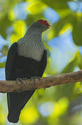 Seychelles Blue Pigeon