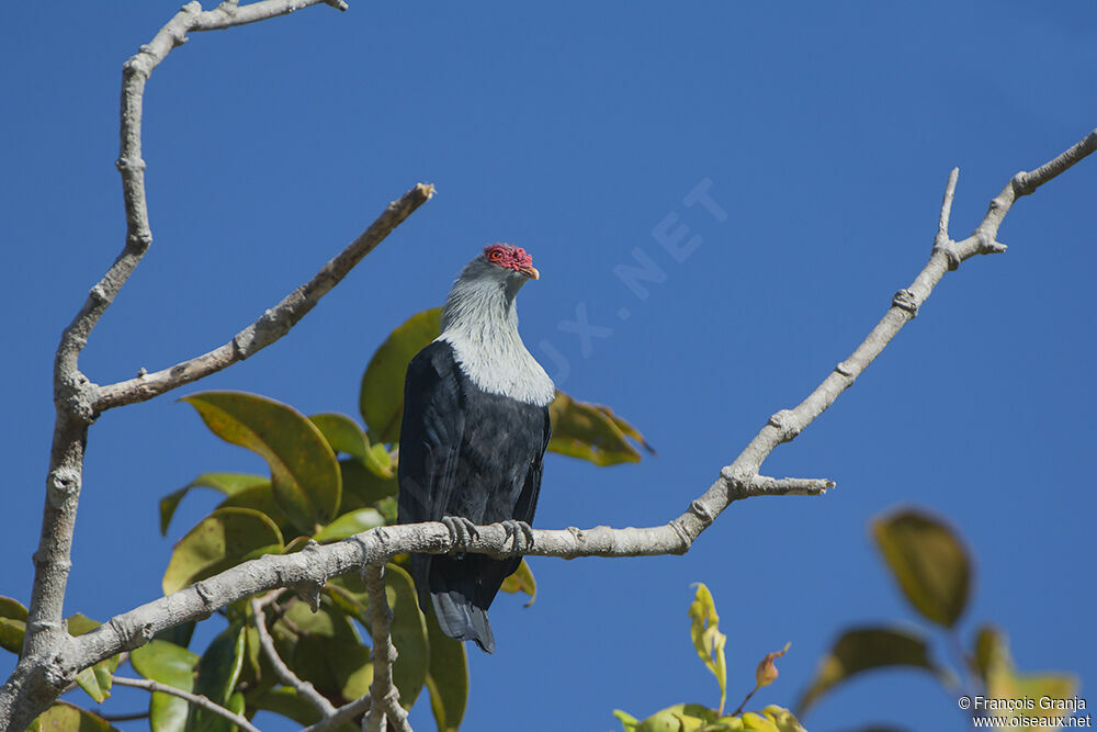 Seychelles Blue Pigeon male adult