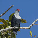 Founingo rougecap