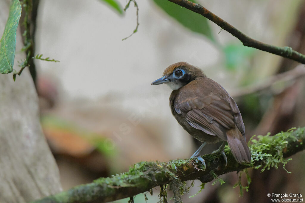 Bicolored Antbird