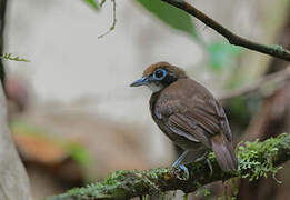 Bicolored Antbird