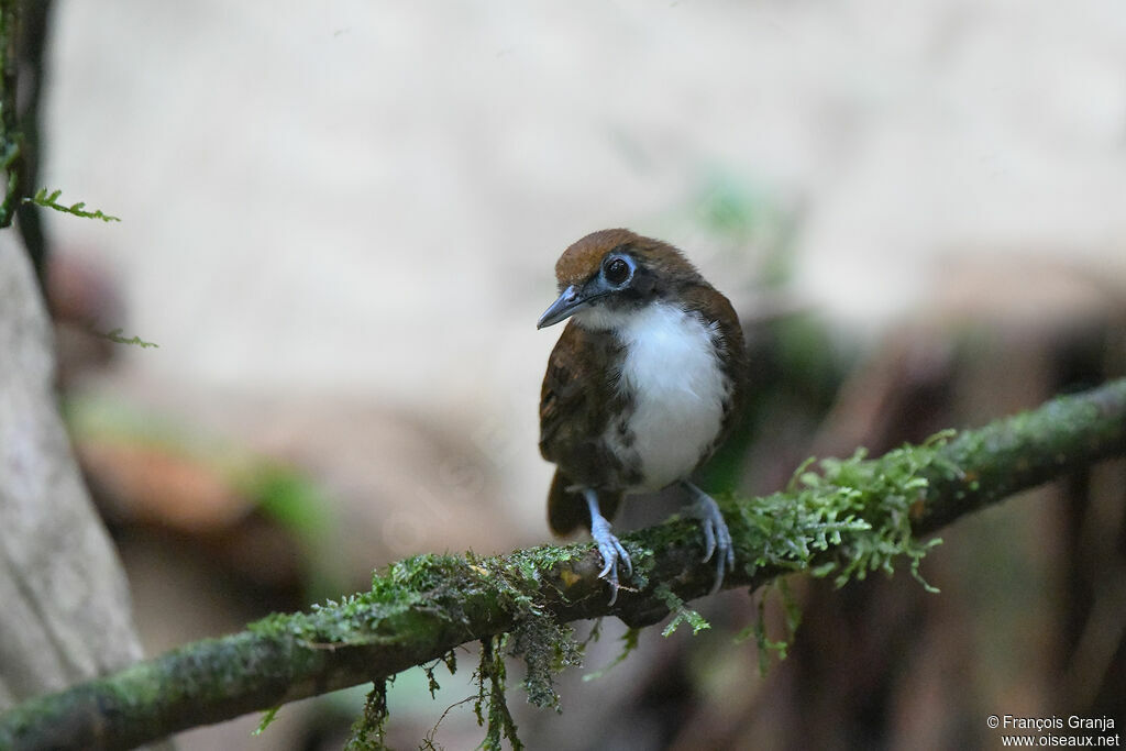 Bicolored Antbird