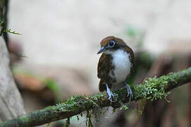 Bicolored Antbird