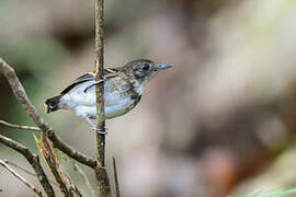 Spotted Antbird