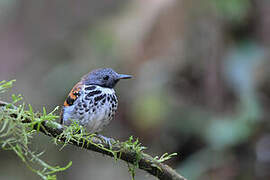 Spotted Antbird