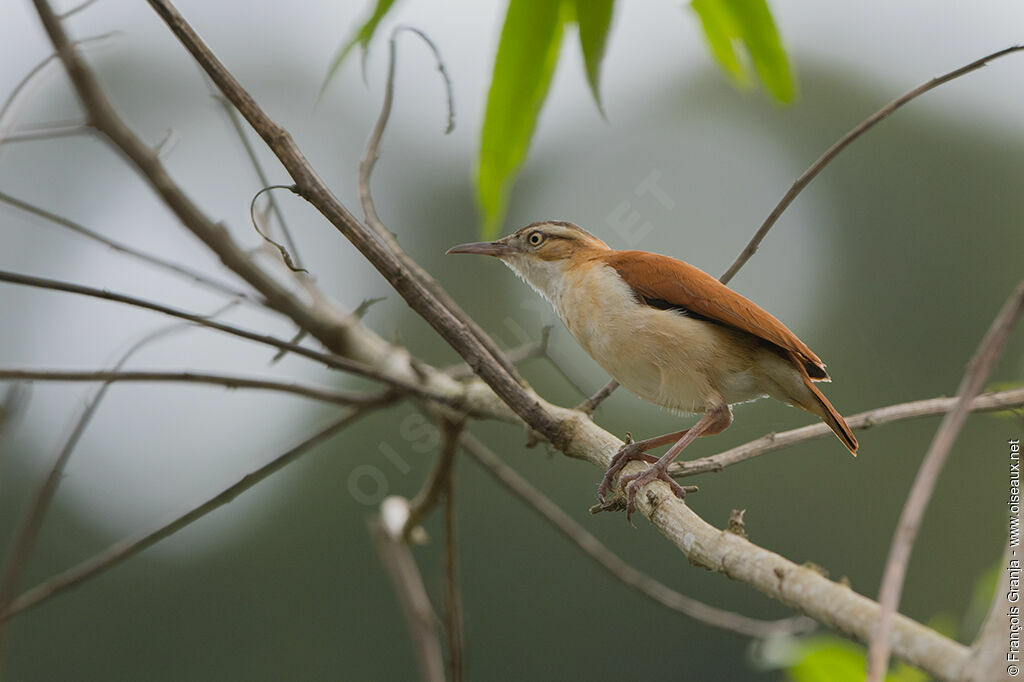 Pacific Hornero