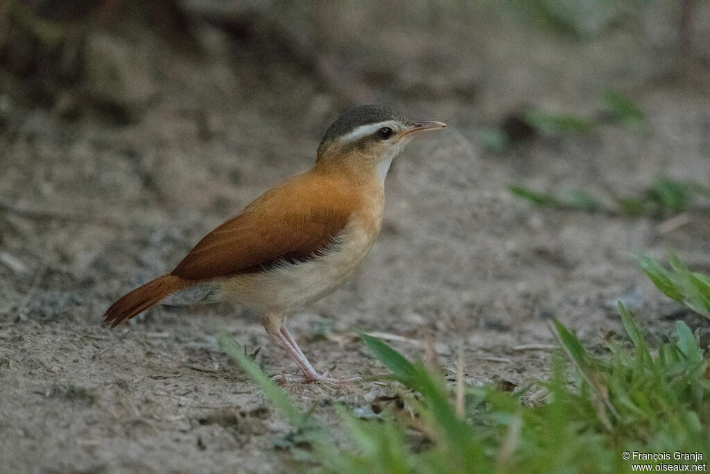 Pale-legged Hornero