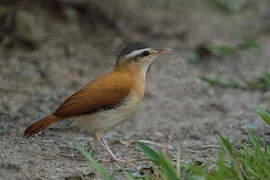 Pale-legged Hornero