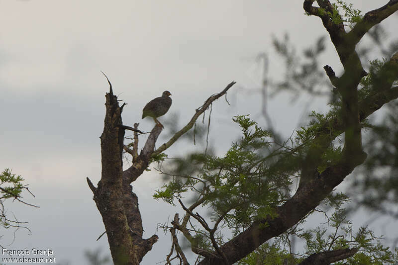 Francolin à bec jauneadulte