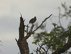 Francolin à bec jaune