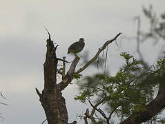 Heuglin's Francolin