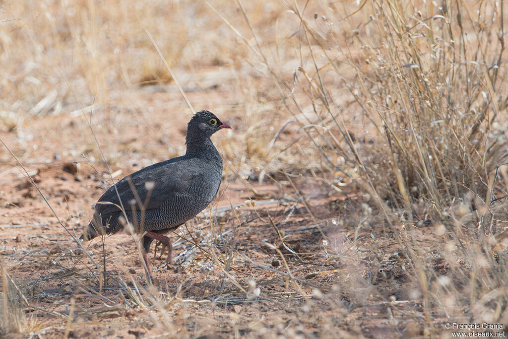 Red-billed Spurfowl