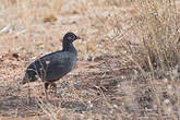 Francolin à bec rouge