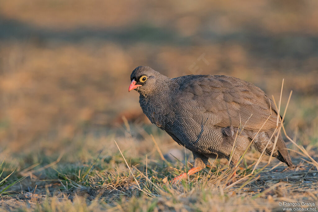 Francolin à bec rouge