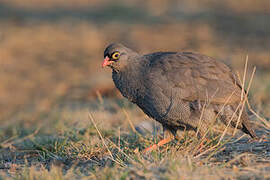 Francolin à bec rouge