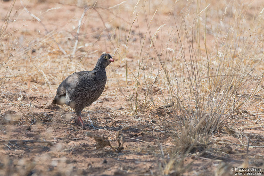 Francolin à bec rouge