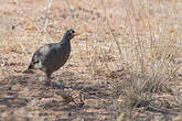 Francolin à bec rouge