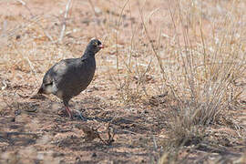 Red-billed Spurfowl