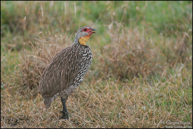 Yellow-necked Spurfowl male