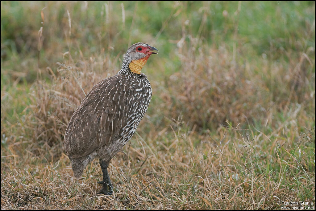 Yellow-necked Spurfowl male