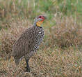 Francolin à cou jaune