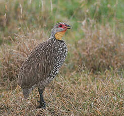 Francolin à cou jaune