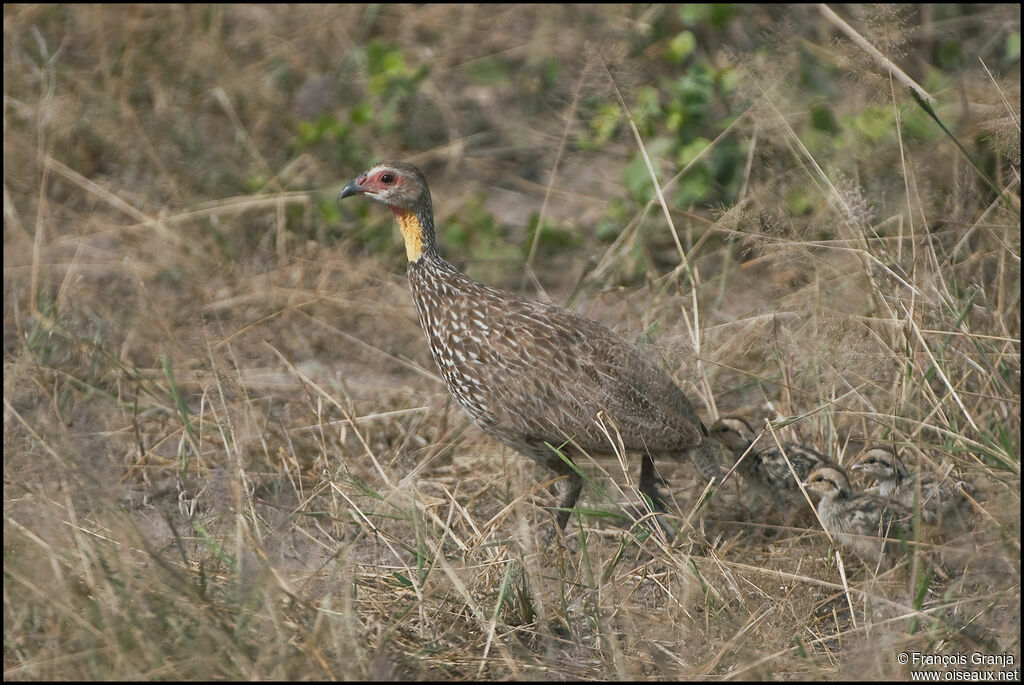 Francolin à cou jaune femelle juvénile