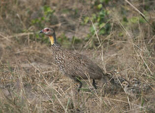 Francolin à cou jaune