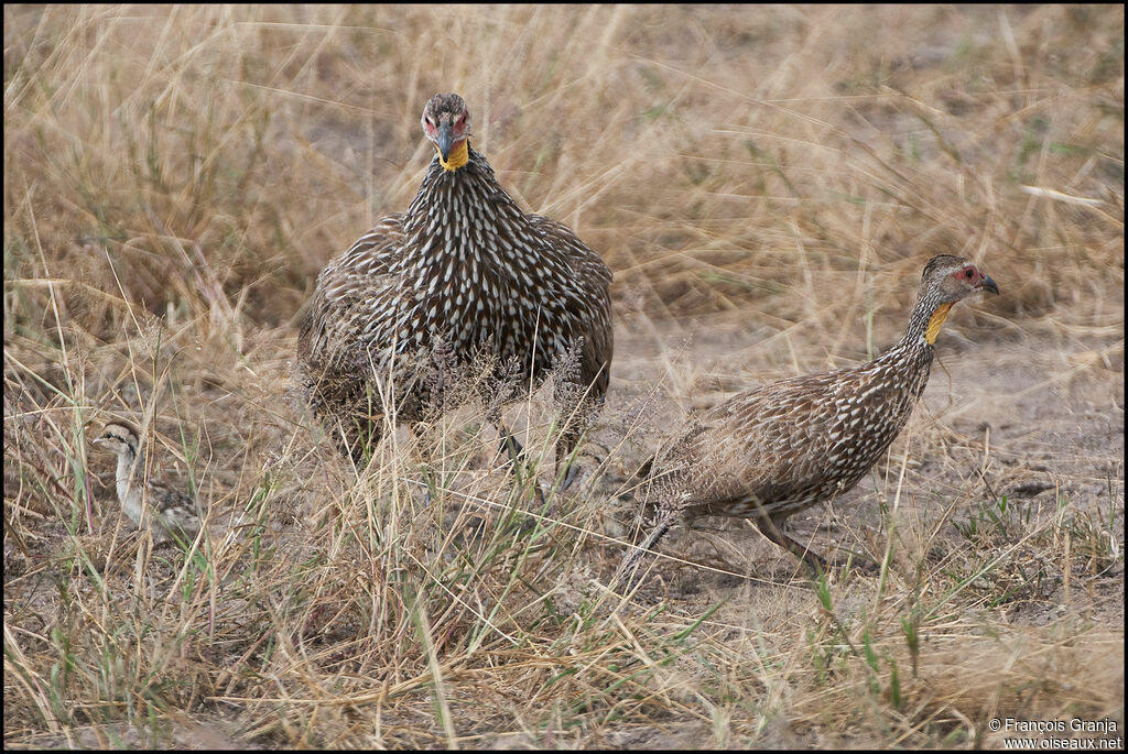 Yellow-necked Spurfowl 