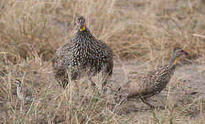 Francolin à cou jaune