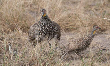 Francolin à cou jaune