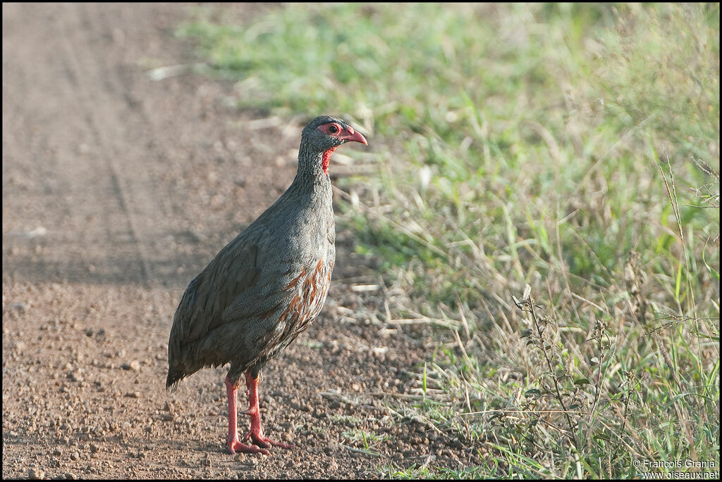 Francolin à gorge rouge mâle