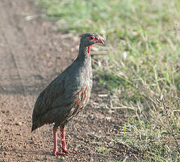 Francolin à gorge rouge