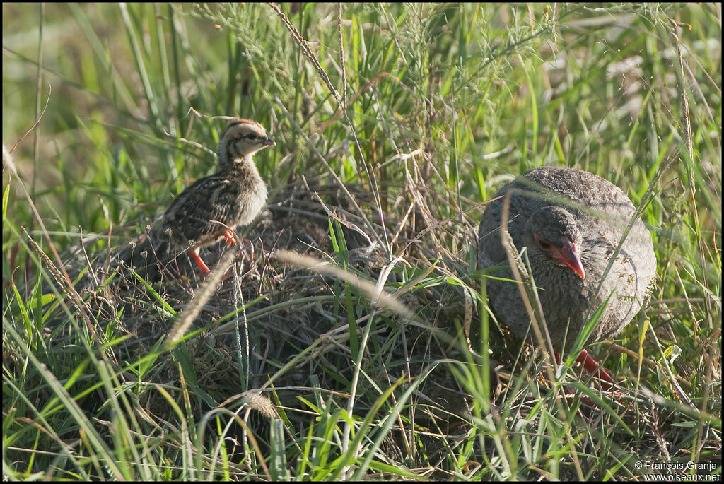 Red-necked Spurfowl female