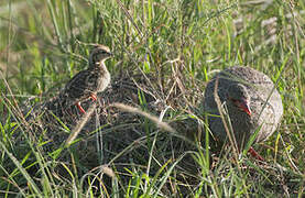 Francolin à gorge rouge