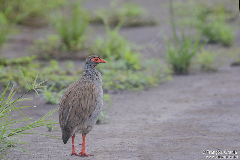 Francolin à gorge rougeadulte