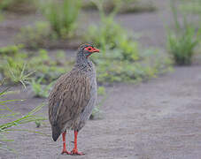 Red-necked Spurfowl