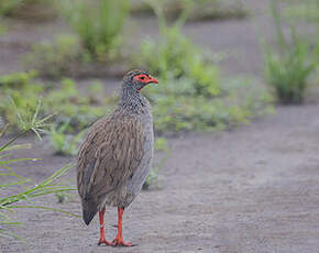 Francolin à gorge rouge