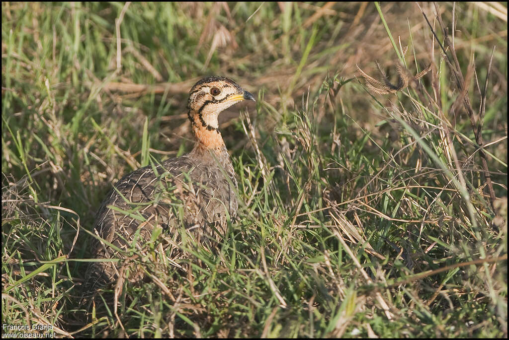 Francolin coqui femelle adulte, identification, Comportement