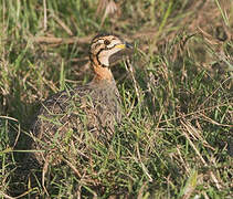 Coqui Francolin